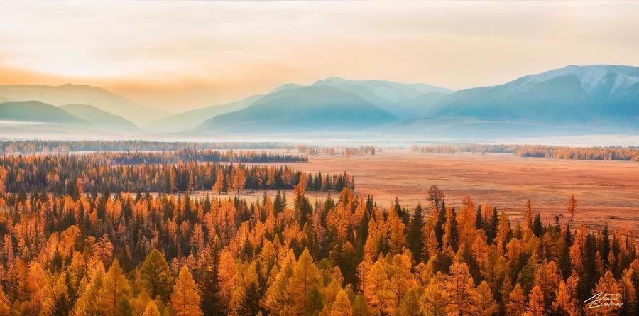 Где горы дышат розовым туманом: Алтайский маральник