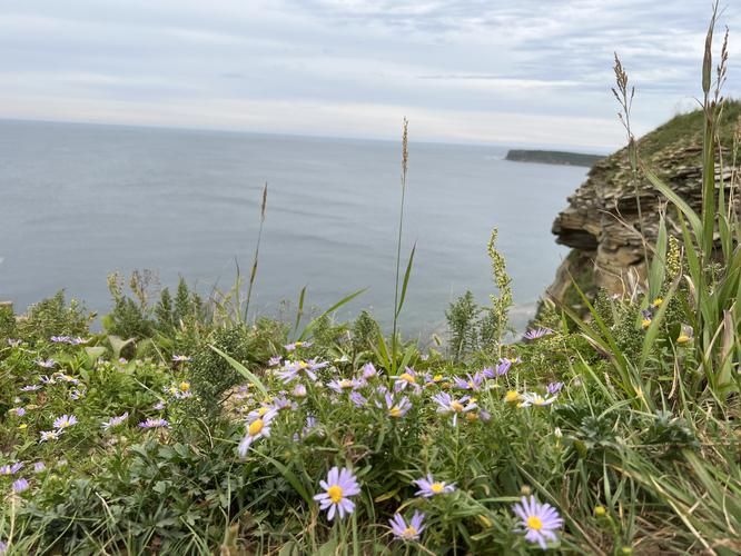 Цветущий Владивосток